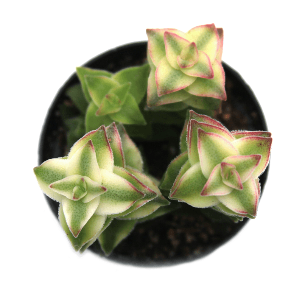 Crassula perforata f. variegata