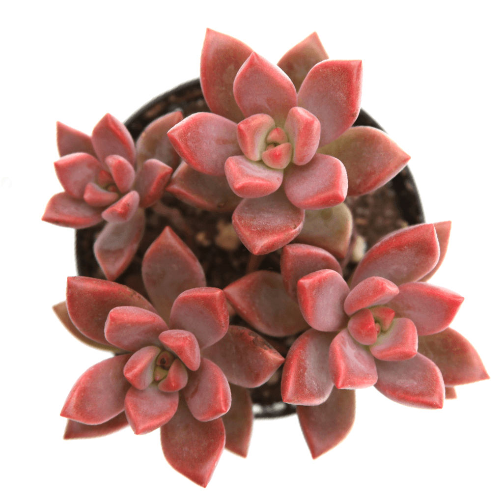 Graptosedum 'Alpenglow'
