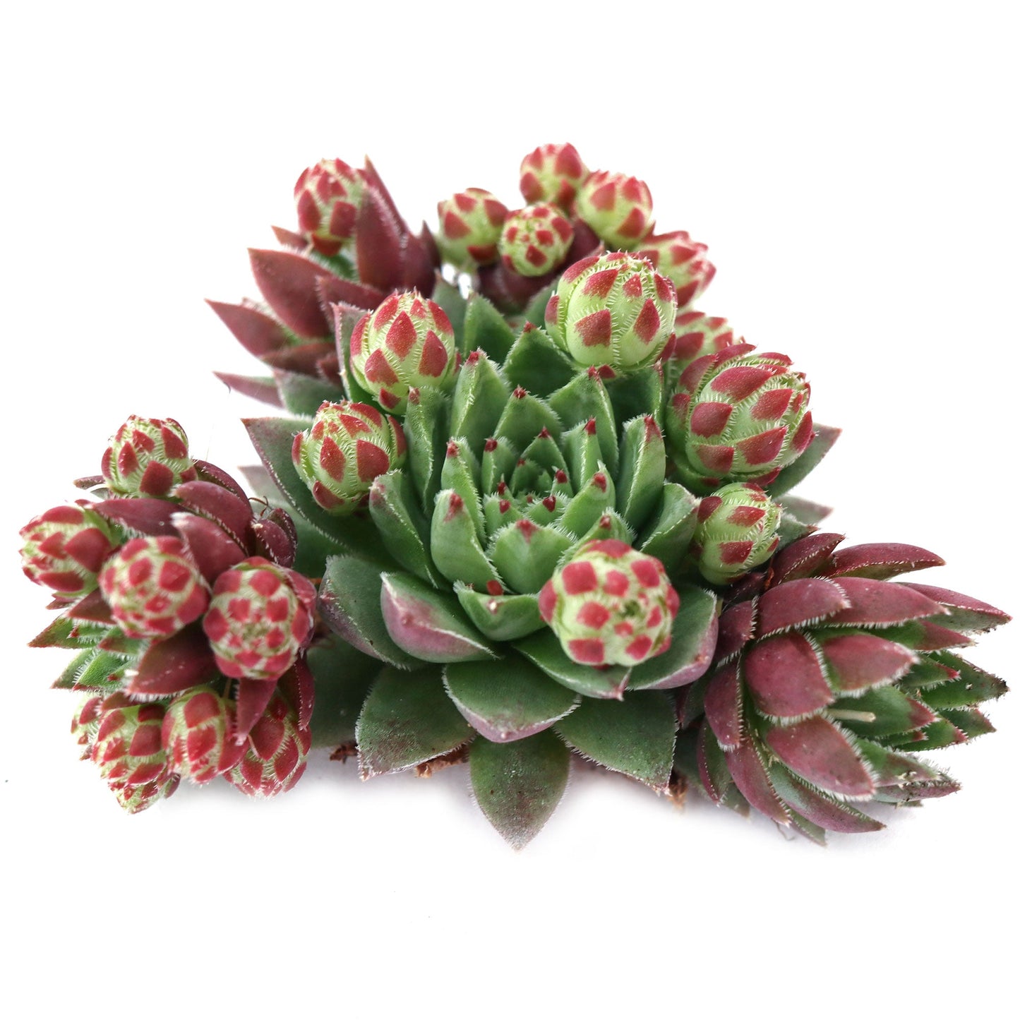 Sempervivum globiferum ssp. hirtum 'Hedgehog'