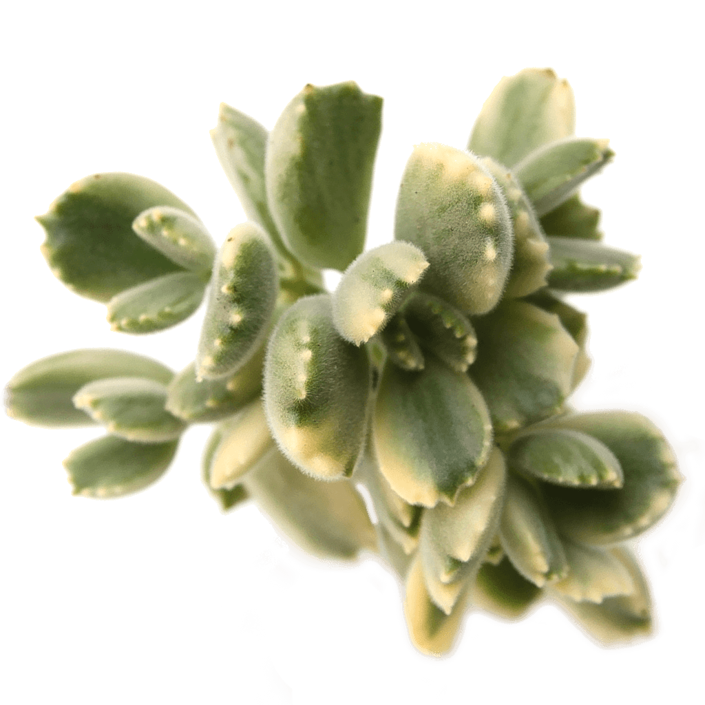 Cotyledon tomentosa 'Bear's Paw' variegata