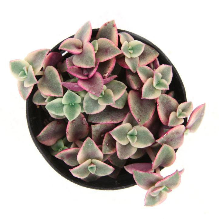 Crassula pellucida f. variegata 'Calico Kitten'
