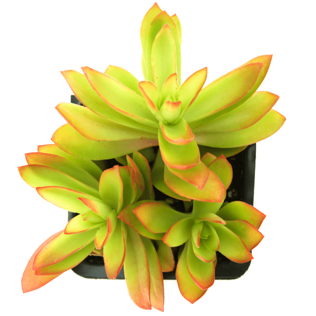 Crassula capitella 'Campfire'