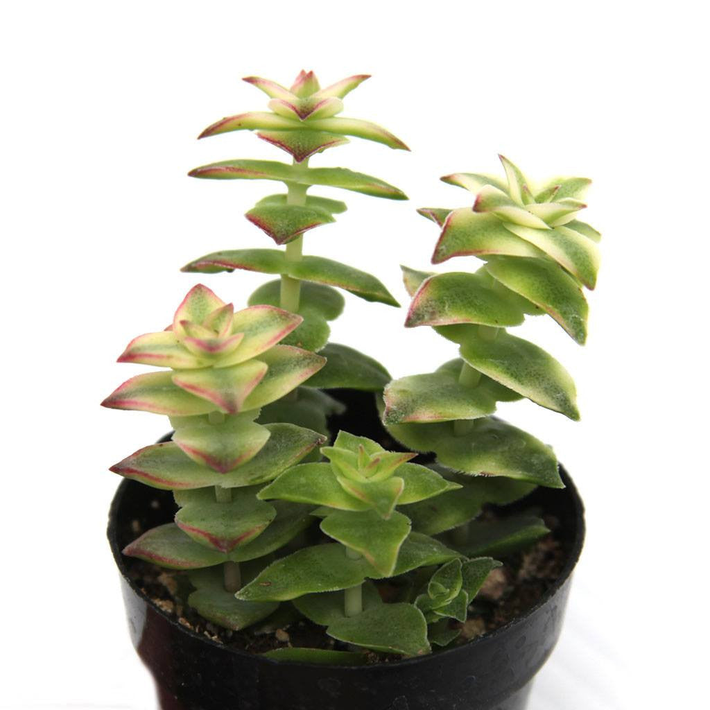 Crassula perforata f. variegata