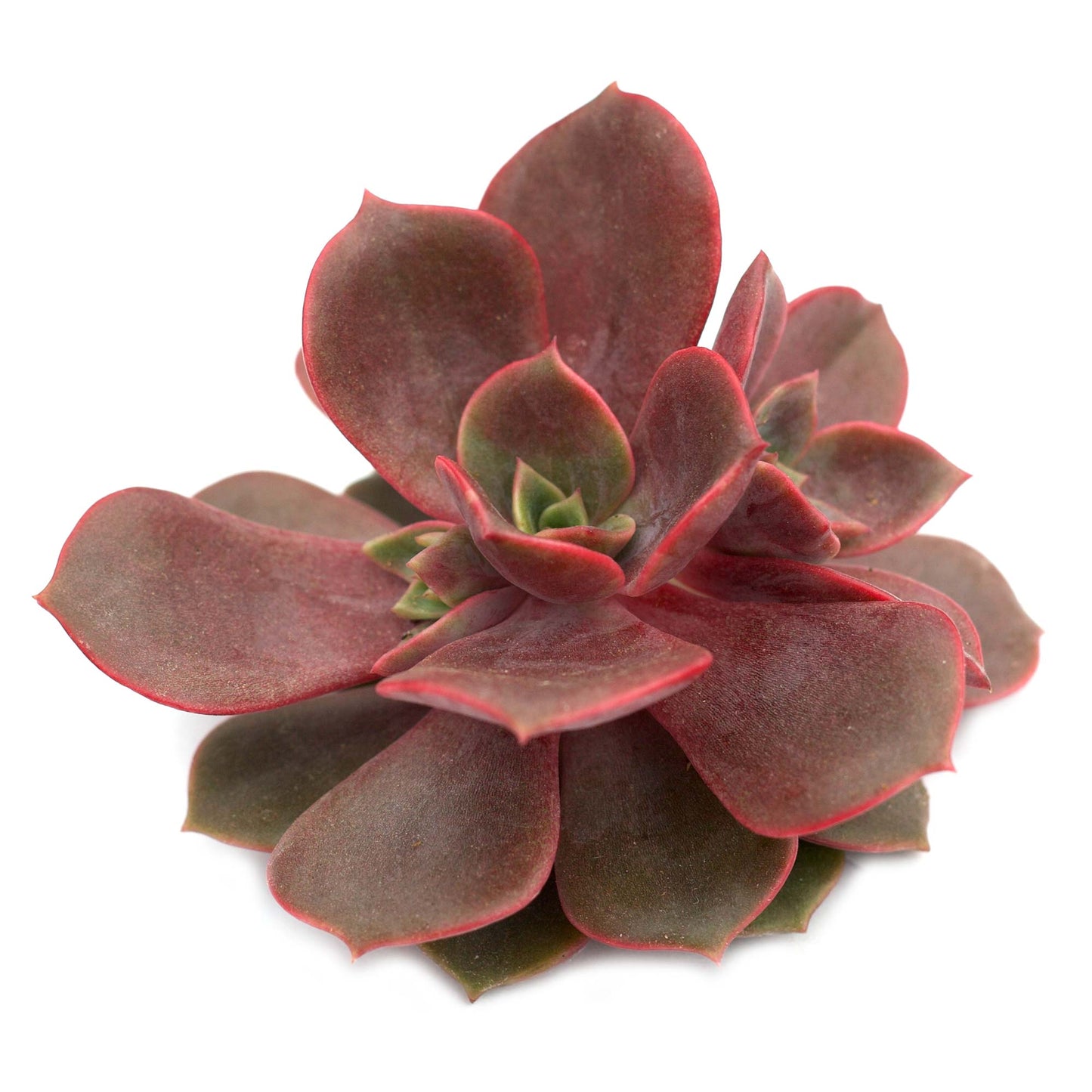 Echeveria 'Vampire Red Ball'