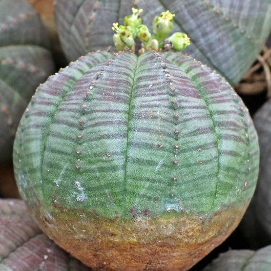 Euphorbia obesa 'Baseball Plant'