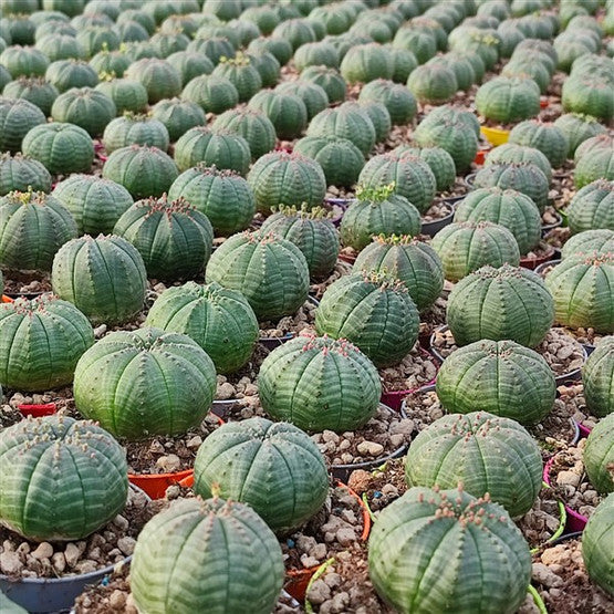 Euphorbia obesa 'Baseball Plant'