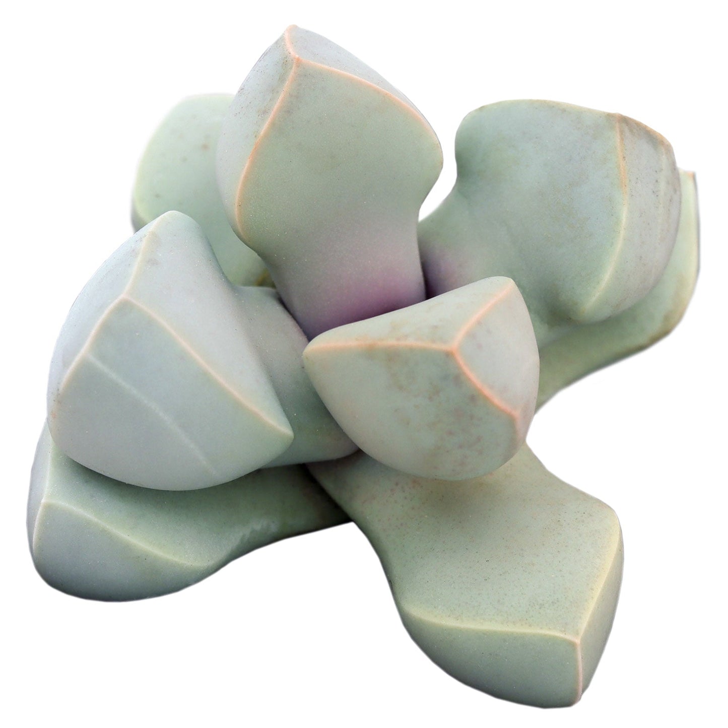 Lapidaria margaretae 'Karoo Rose'