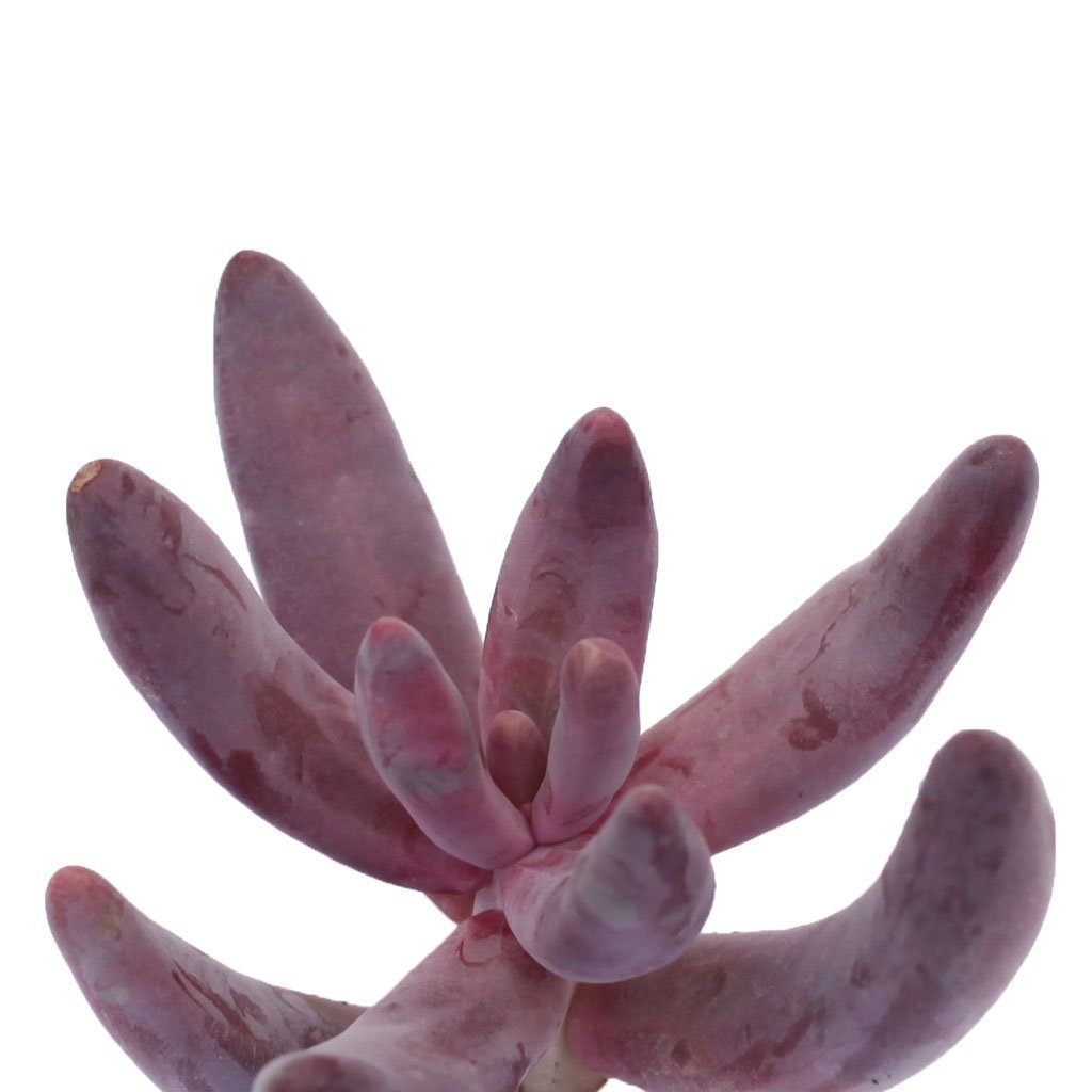 Pachysedum 'Ganzhou'