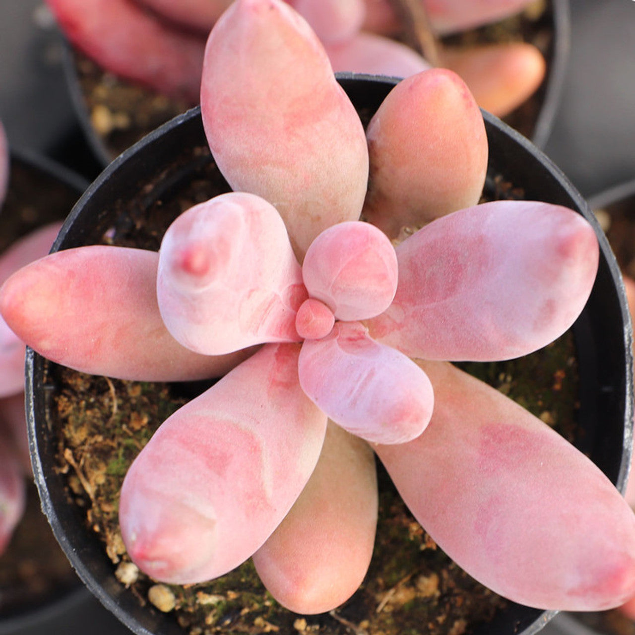 Pachysedum 'Ganzhou'