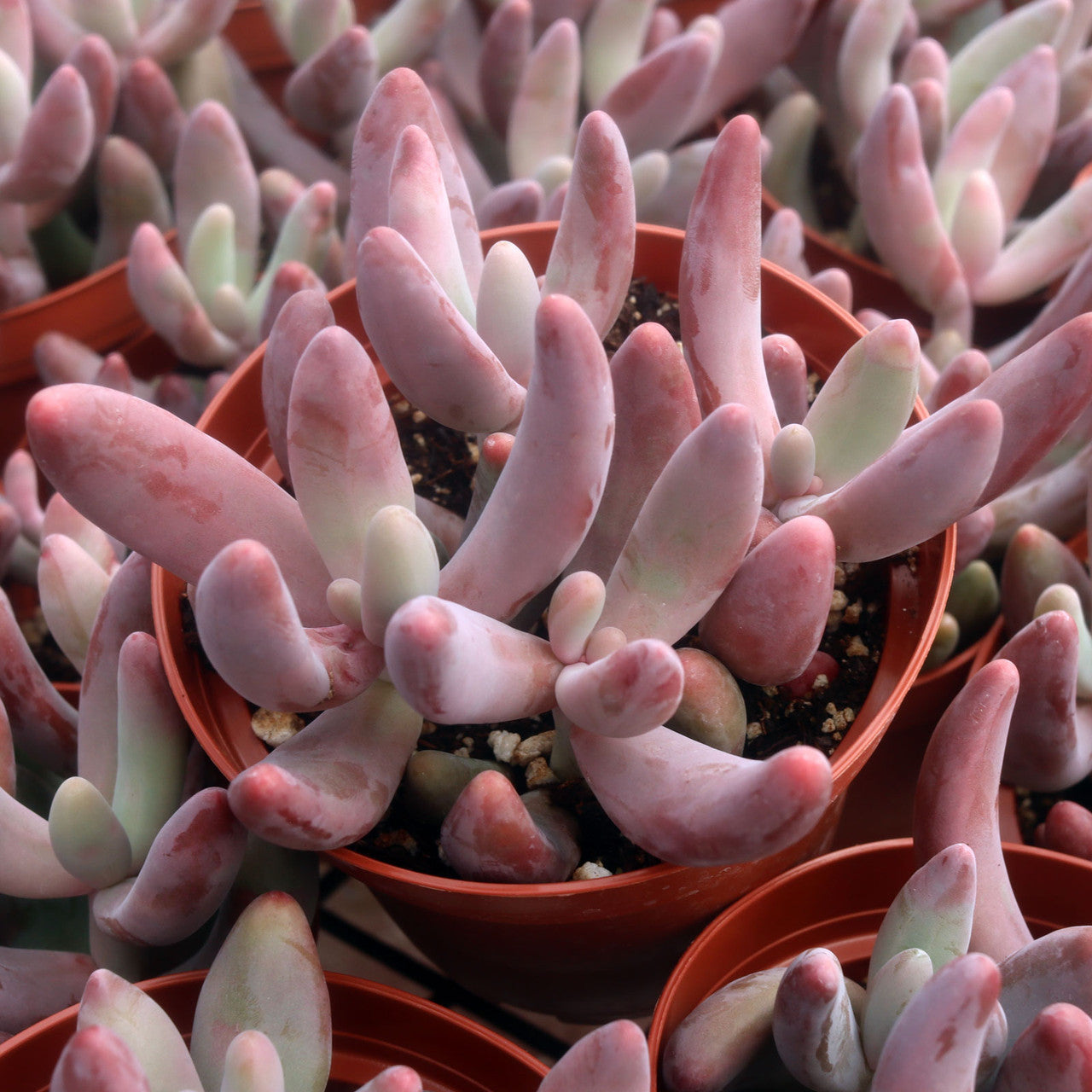 Pachysedum 'Ganzhou'