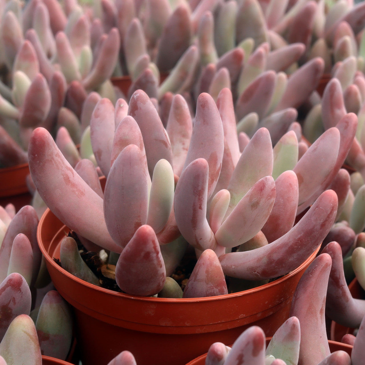 Pachysedum 'Ganzhou'