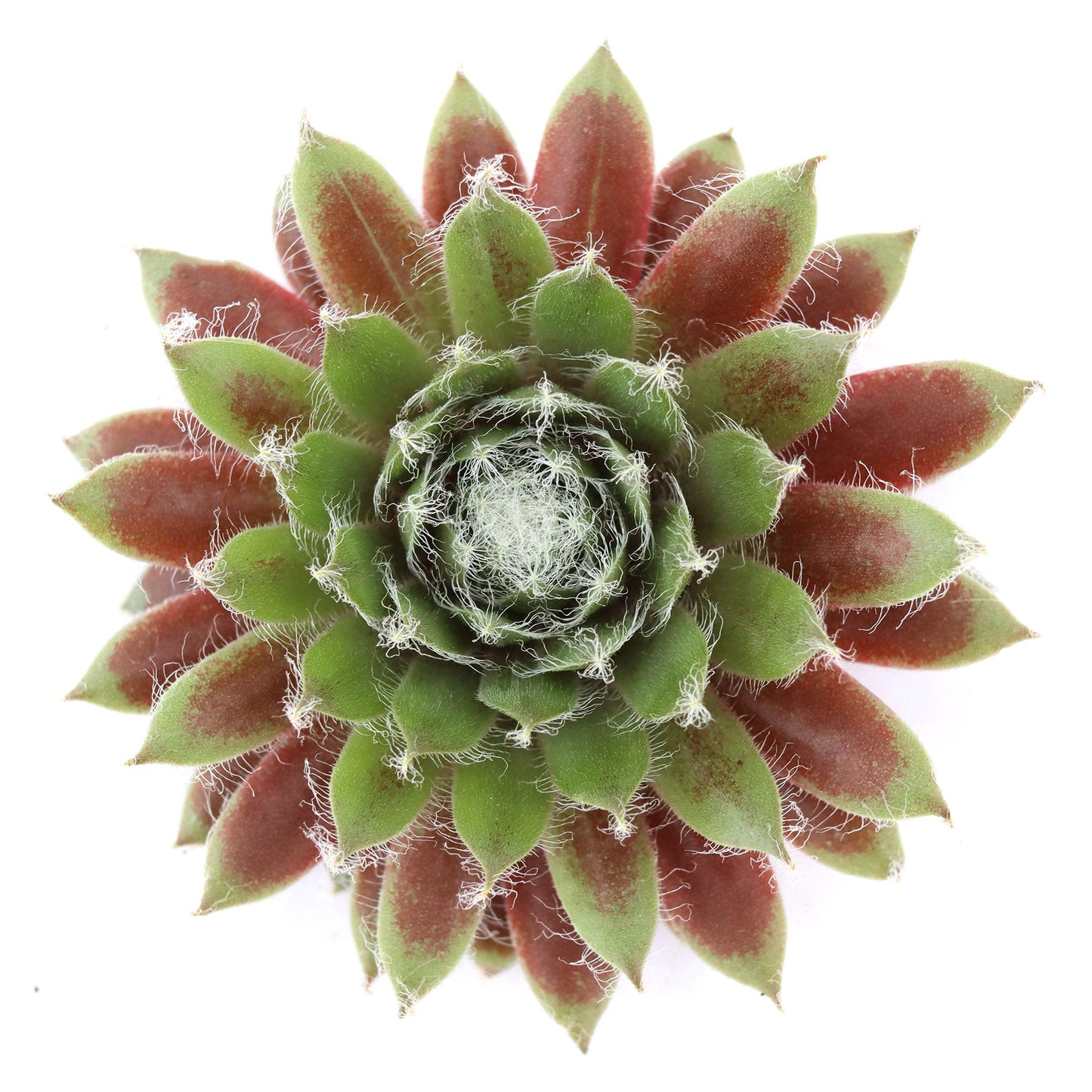 Sempervivum 'Jade Rose'