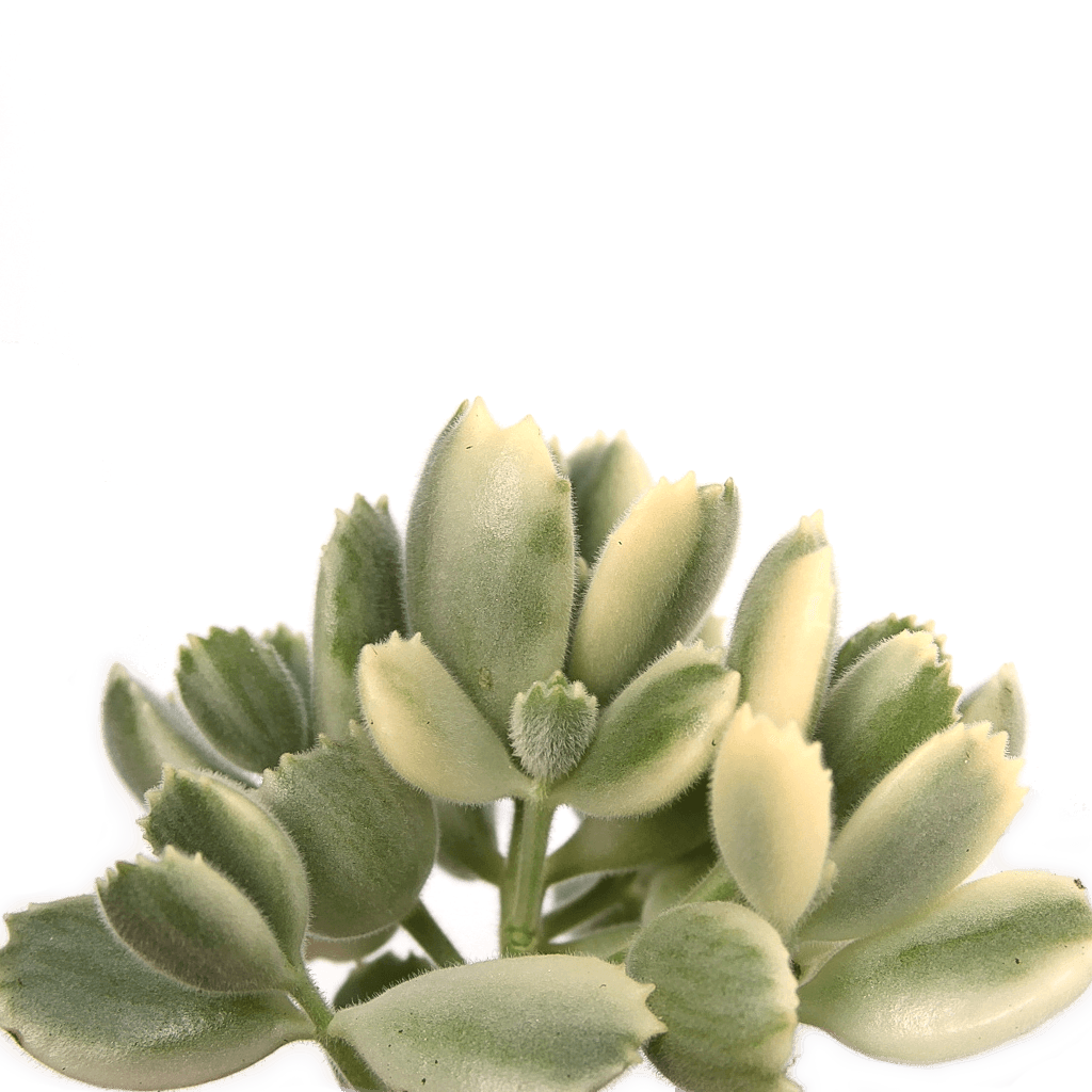 Cotyledon tomentosa 'Bear's Paw' variegata