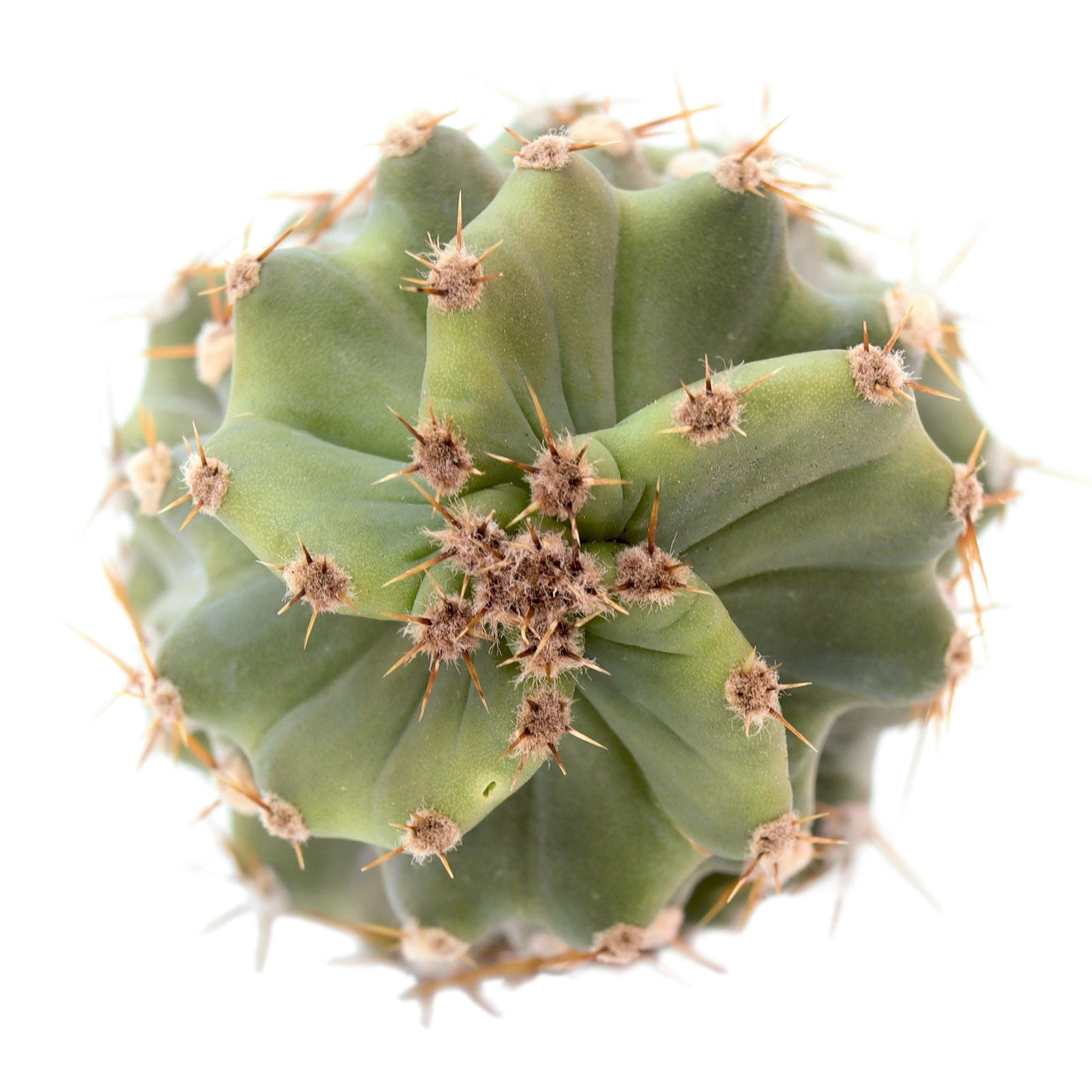 Cereus forbesii spiralis 'Spiral Cactus'