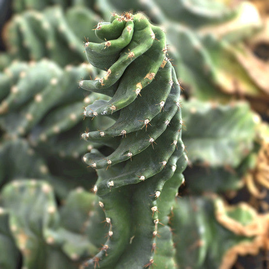 Cereus forbesii spiralis 'Spiral Cactus'