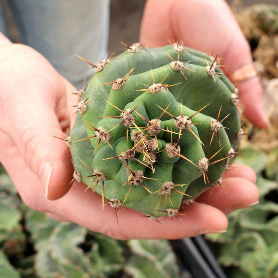 Cereus forbesii spiralis 'Spiral Cactus'