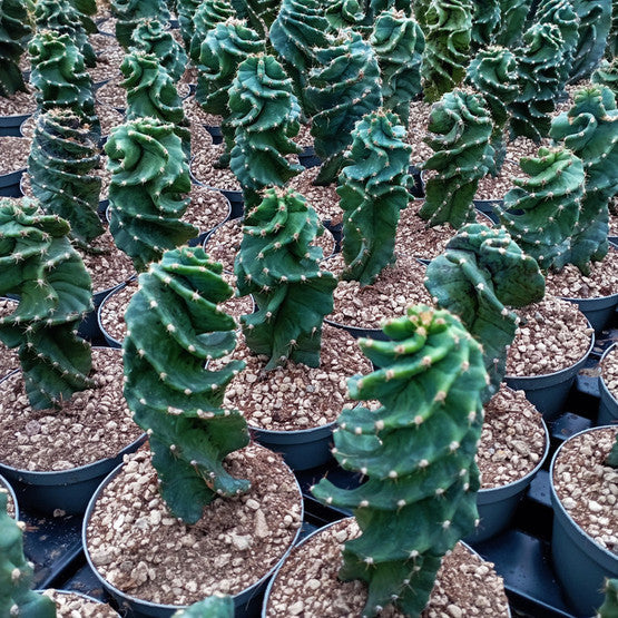 Cereus forbesii spiralis 'Spiral Cactus'