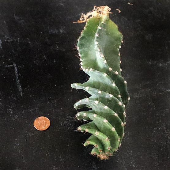 Cereus forbesii spiralis 'Spiral Cactus'