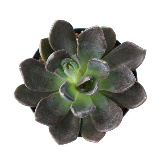 Echeveria 'Dark Moon' PP28685