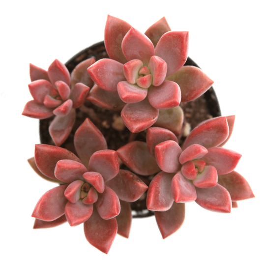 Graptosedum 'Alpenglow'