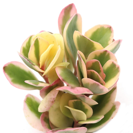 Kalanchoe fedtschenkoi 'Aurora Borealis'