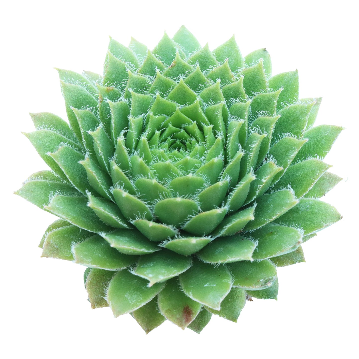 Sempervivum 'Jade Rose'