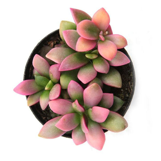 Anacampseros telephiastrum f. variegata 'Sunrise'