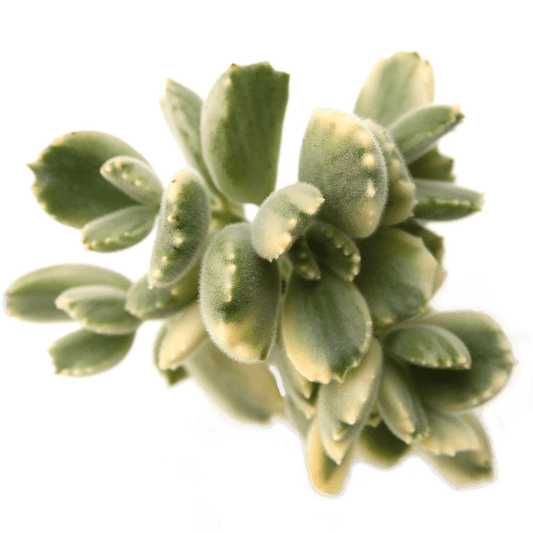 Cotyledon tomentosa 'Bear's Paw' variegata