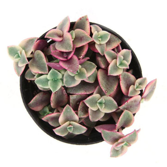 Crassula pellucida f. variegata  'Calico Kitten'