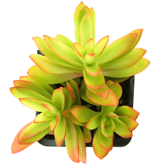 Crassula capitella 'Campfire'