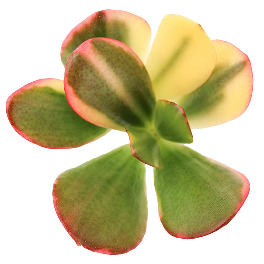 Crassula ovata f. variegata