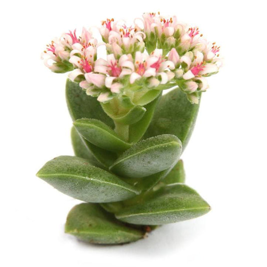 Crassula 'Springtime'