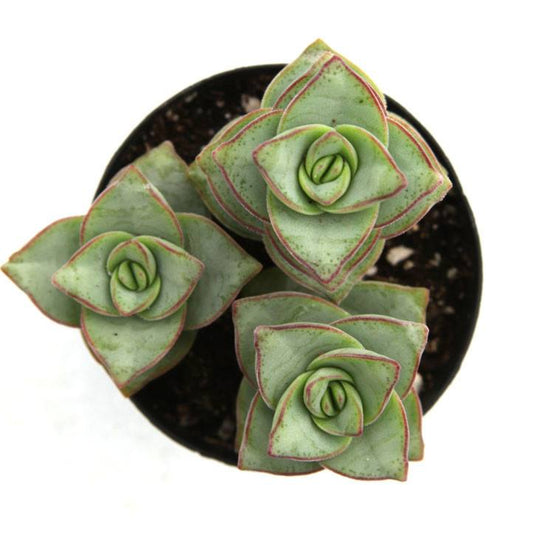 Crassula 'Ivory Towers'