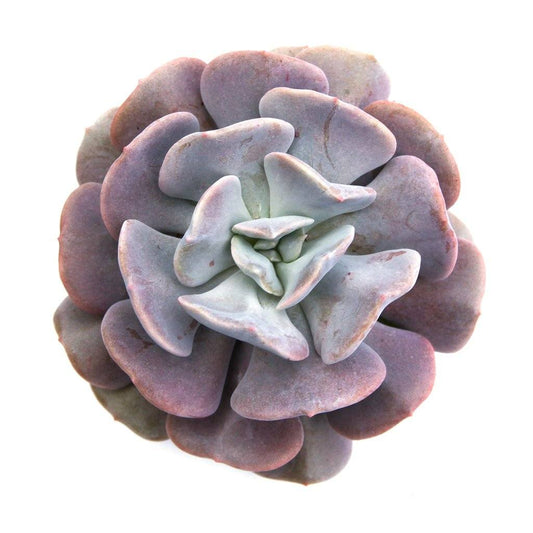Echeveria 'Cubic Frost™' PPAF