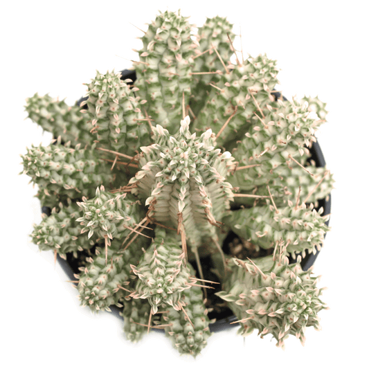 Euphorbia mammillaris f. variegata 'Indian Corn Cob'