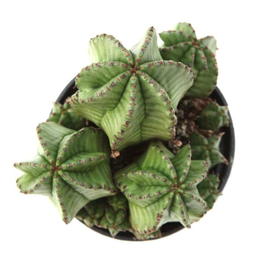 Euphorbia anoplia 'Tanzanian Zipper Plant'