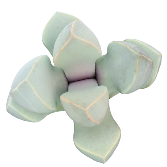 Lapidaria margaretae 'Karoo Rose'