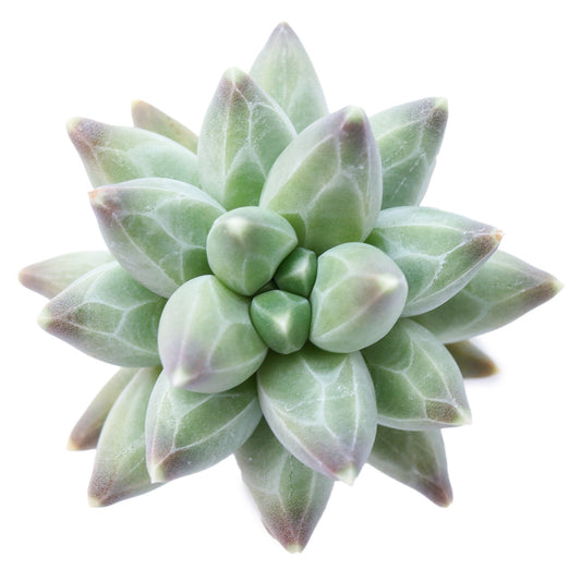Pachyphytum compactum 'Little Jewel'
