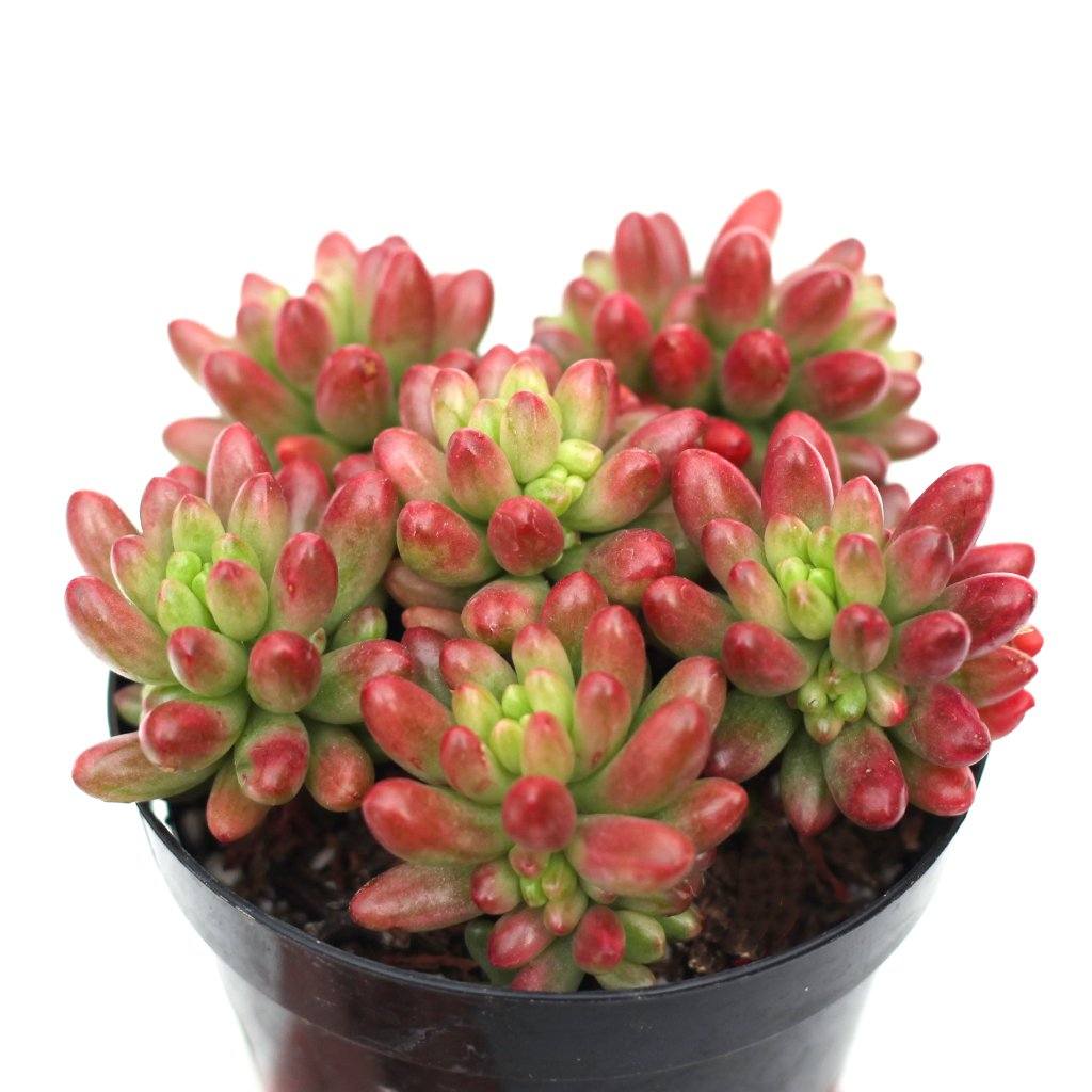 Sedum rubrotinctum  'Aurora'