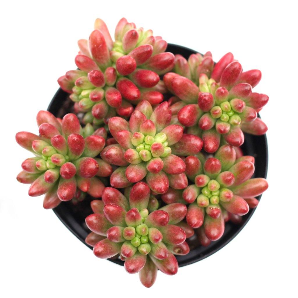 Sedum rubrotinctum  'Aurora'